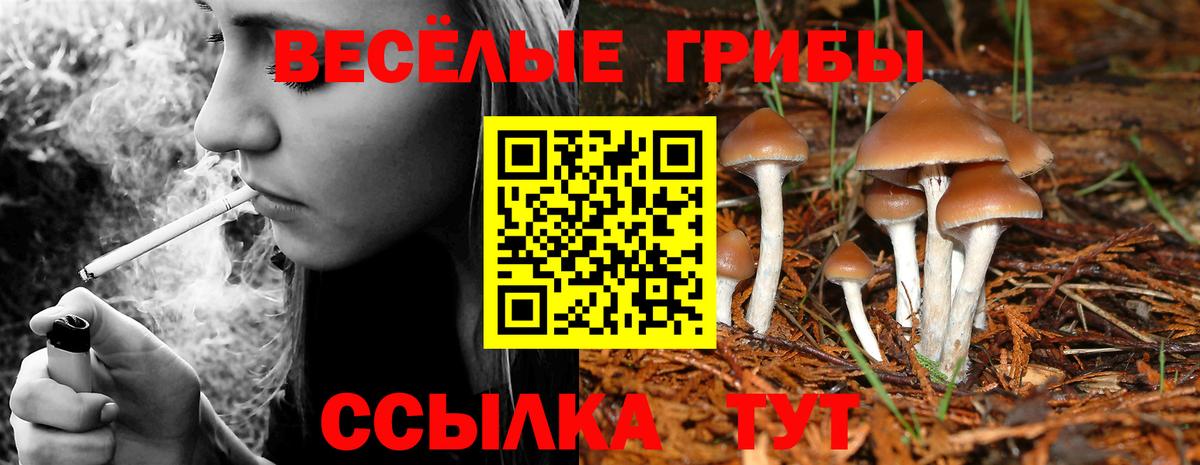 Павловский Посад  Псилоцибиновые грибы прущие грибы  Вход с VPN 